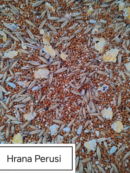 Hrana Peruși,Nimfe Canari,Exotic,Indigen,Papagali Mari