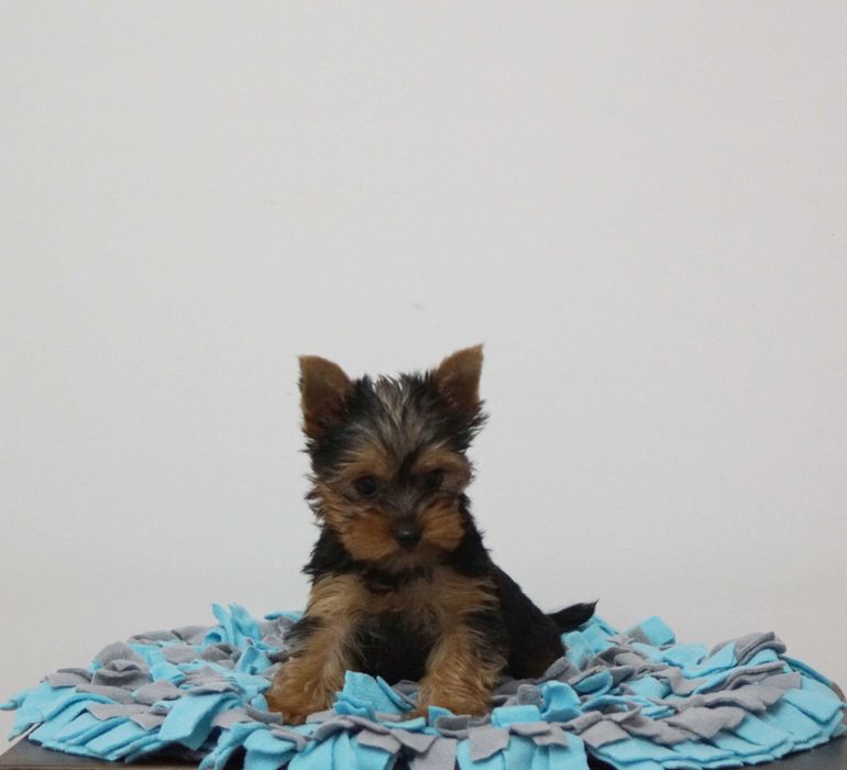 Yorkshire Terrier