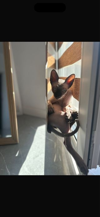 Pisica sphynx baietel