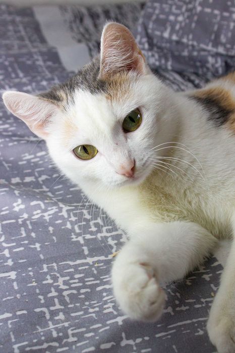 Отдам в добрые руки