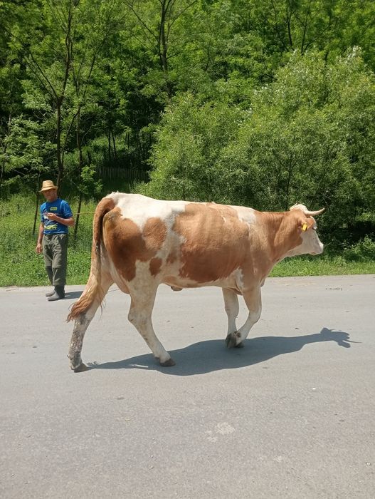 Vând vacă, bălțată românească cu vițea de 2 săptămâni!