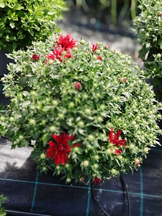 Vând crizantema multiflora