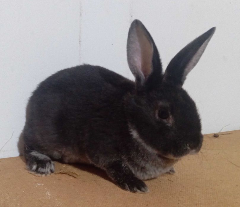 Кролики рекс разных возрастов и окрасов. (Не декоративные)