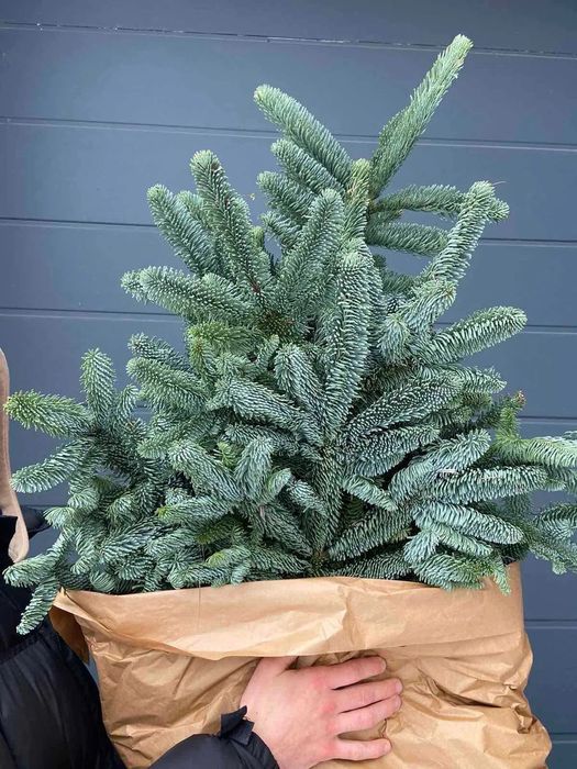 Нобилис Голубая Ель, Датская пихта, густая, банч 5 кг