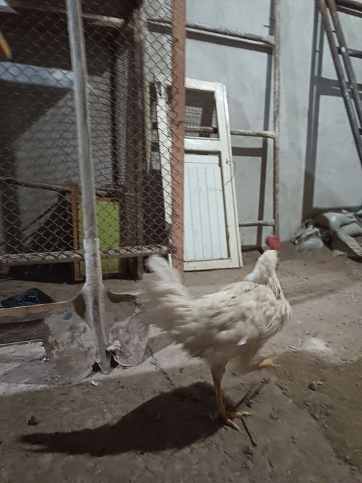 Yapon xorozla sotiladi