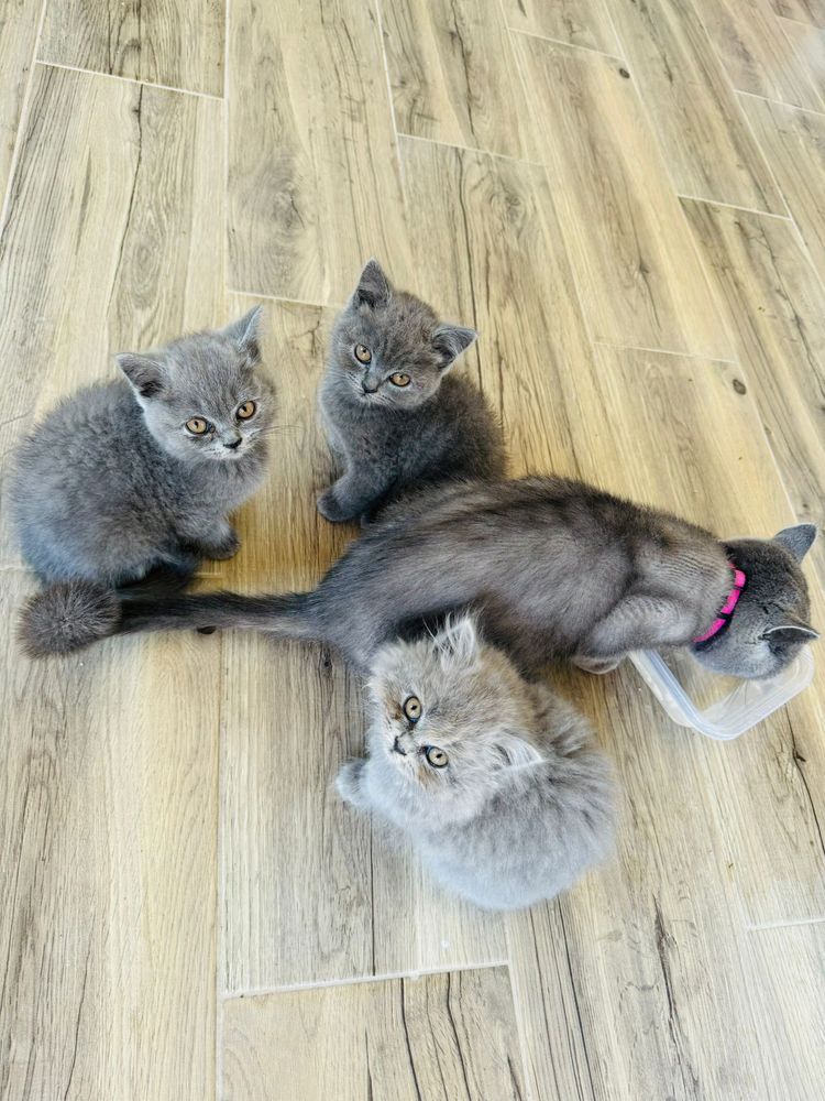 British Shorthair Blue