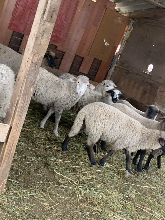 Vand 10 carlani si 6 miei de lapte