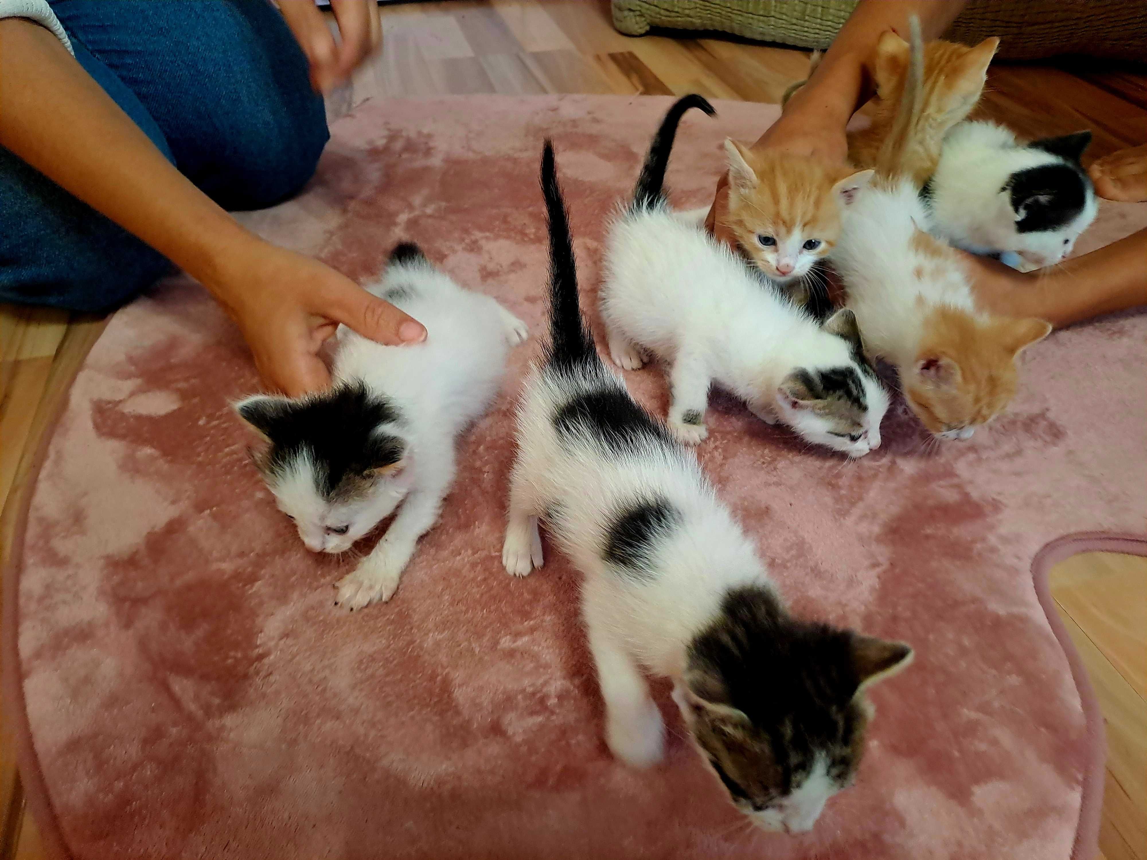 Котета Подарявам