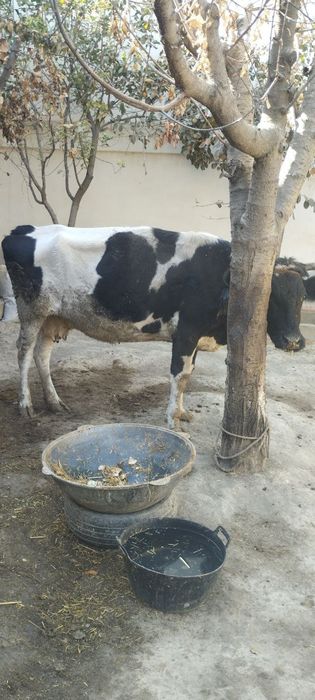 Мол самарқан каттақўрғонда