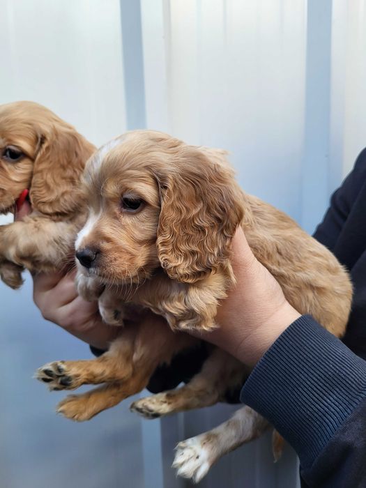 Продавам кокер шпаньол