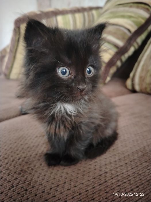 Малыши 1,5 мес. Пушистики. В любящую, ответтвенную семью.