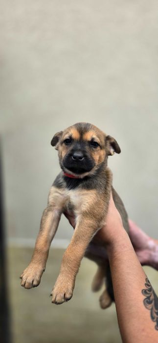 Metis Malinois femele