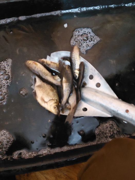 Живец карась ,гальян разных размеров