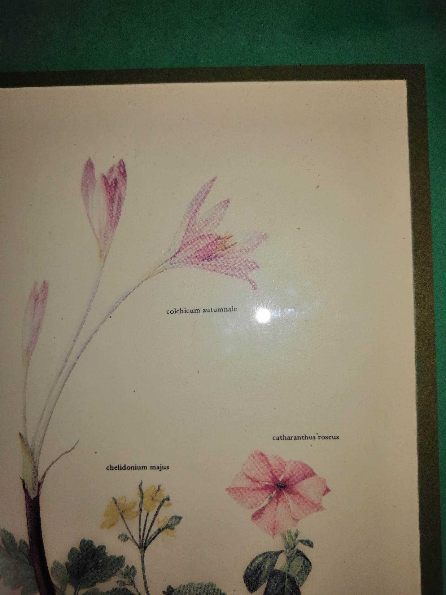 3 x tablou plansa botanica print flori trandafir nalba brandusa