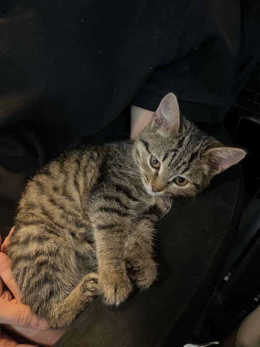 Котенок примерно 2 мес