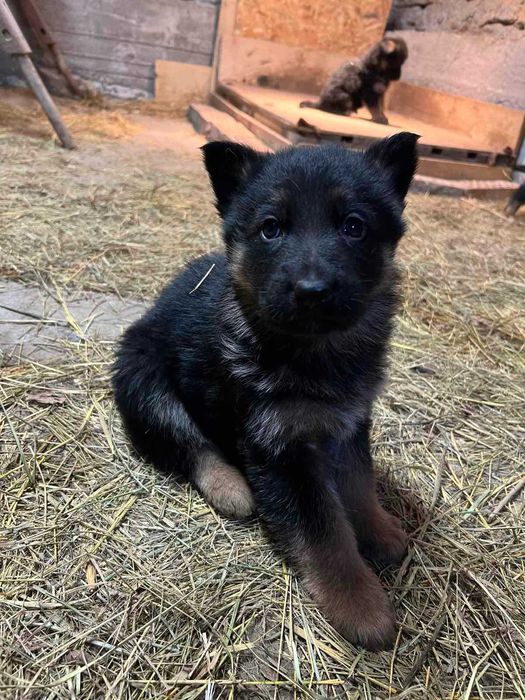 Продавам Немски Овчарки