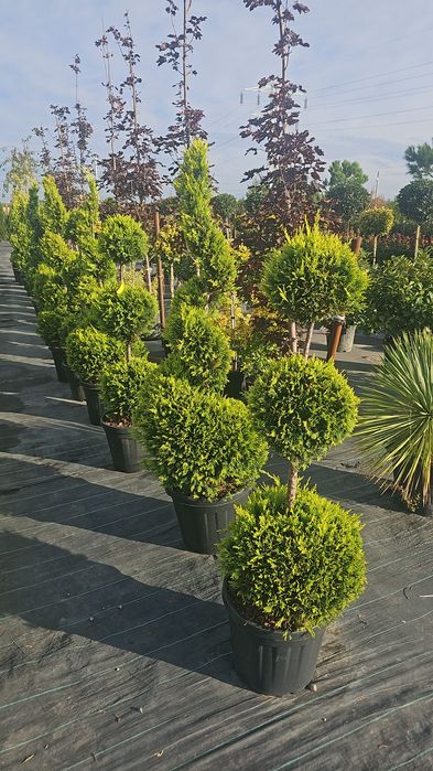 Pon pon - Spirale - Prunus laucerasus  - Leylandi gold