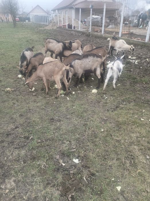 Vând turmă capre cu iezi și țap