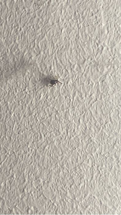 Meseriasi constructii în tot județul constanta