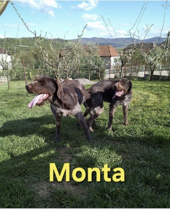 Pui brac german cu păr sârmos