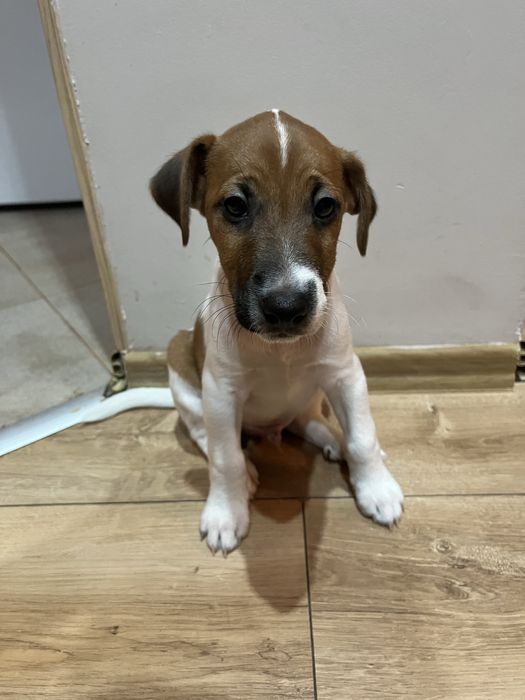 Джак Ръсел териер