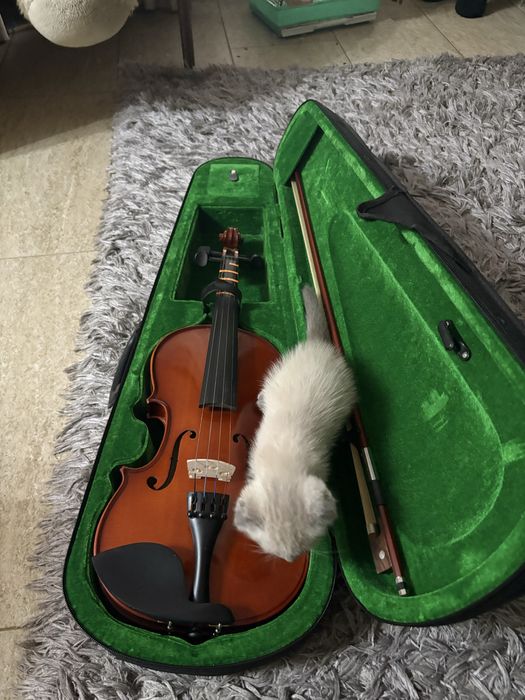 Vând vioară nouă și cu suport bărbie