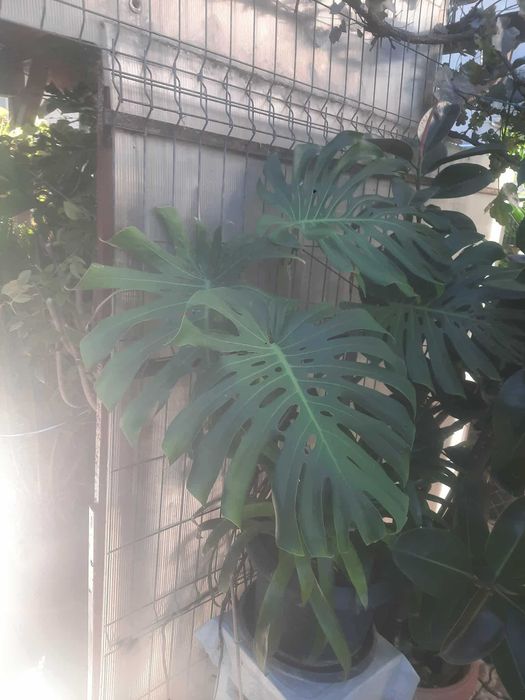 Monstera deliciosa - Timisoara