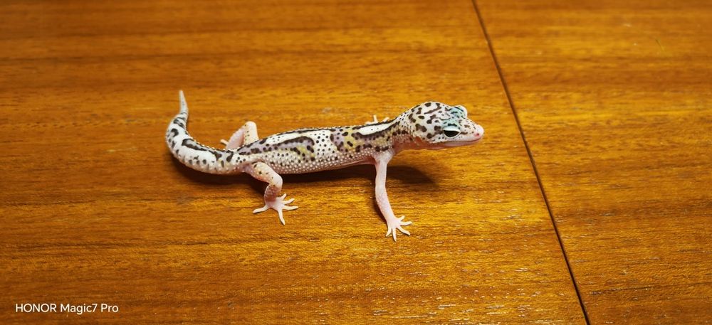 Леопардов гекон (Eublepharis macularius)