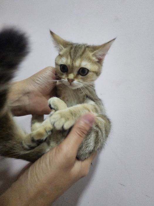 Шиншилла страйты продаются