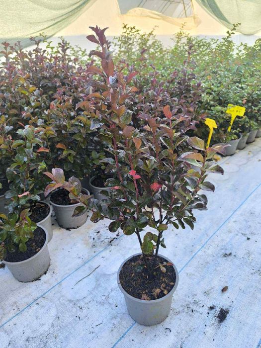 Индийски люляк/Lagerstroemia indica