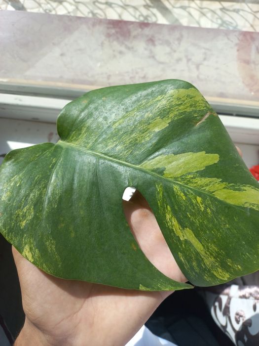 Monstera yellov sotuvda