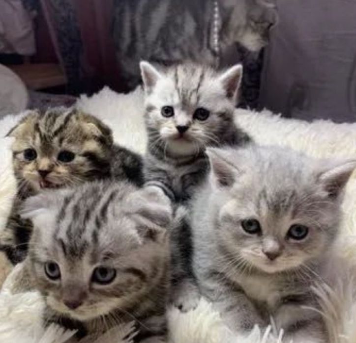 Прямоухие-Вислоухие Котята