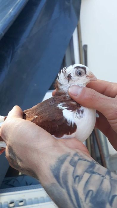 Vând Porumbei jucatori