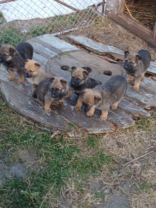 Donez căței de 2 luni