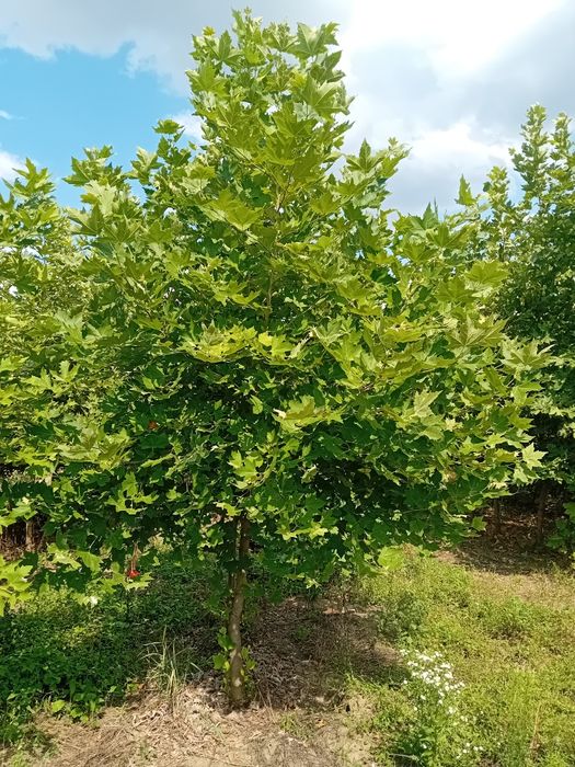 Vând platani diferite dimensiuni