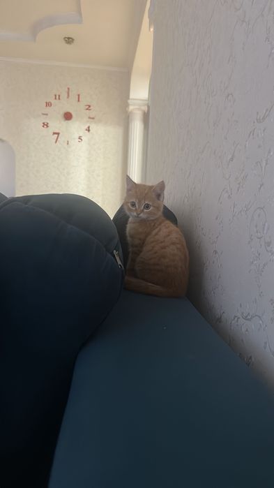 Котенок в добрые руки