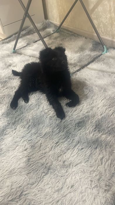 Отдам щенка в хорошие руки