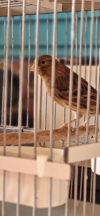 Кенар 6-7 мес. крупный от привозных темно-красной мозайки