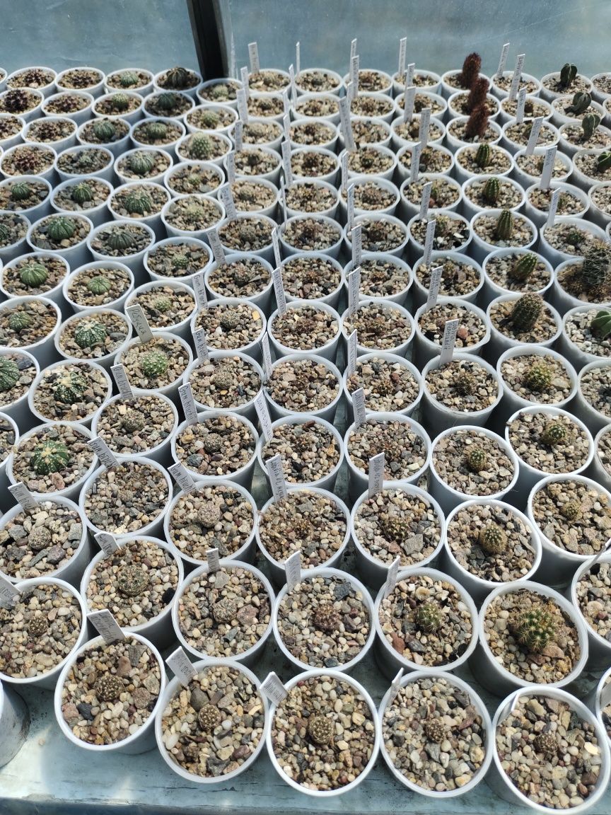 Продаются кактусы