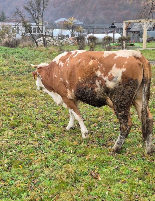 Vand vaca baltata romaneasca