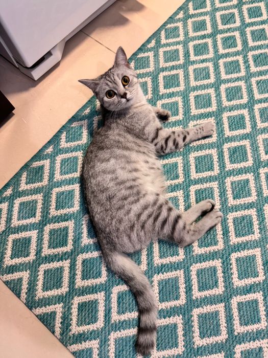 Породистая кошка