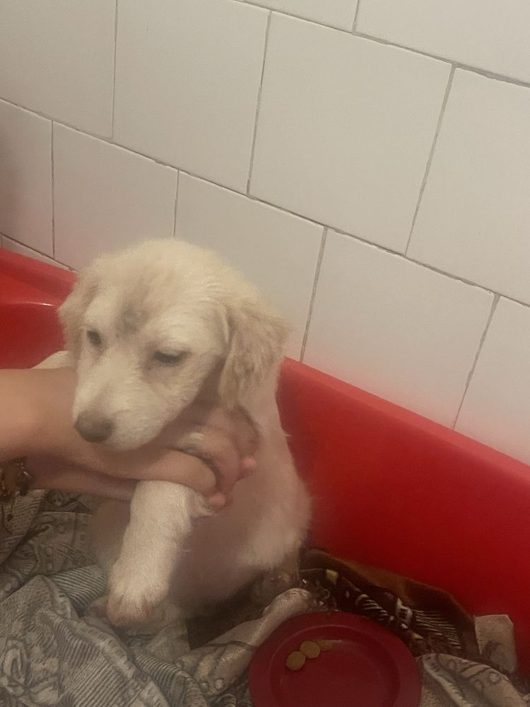Catel abandonat cauta o familie iubitoare