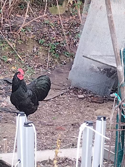 Schimb cocoș australorp negru