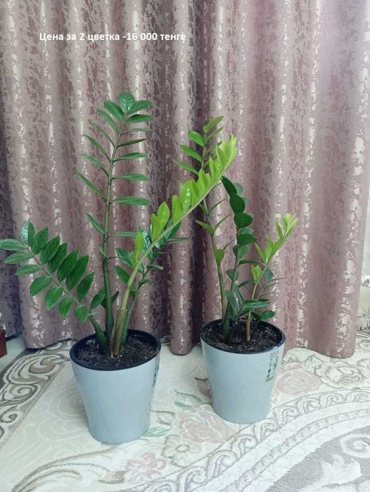 Продам цветы: Замиокулькас (Долларовое дерево)  и др. Цена от  9000