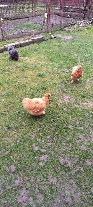 3 găini matase japoneza