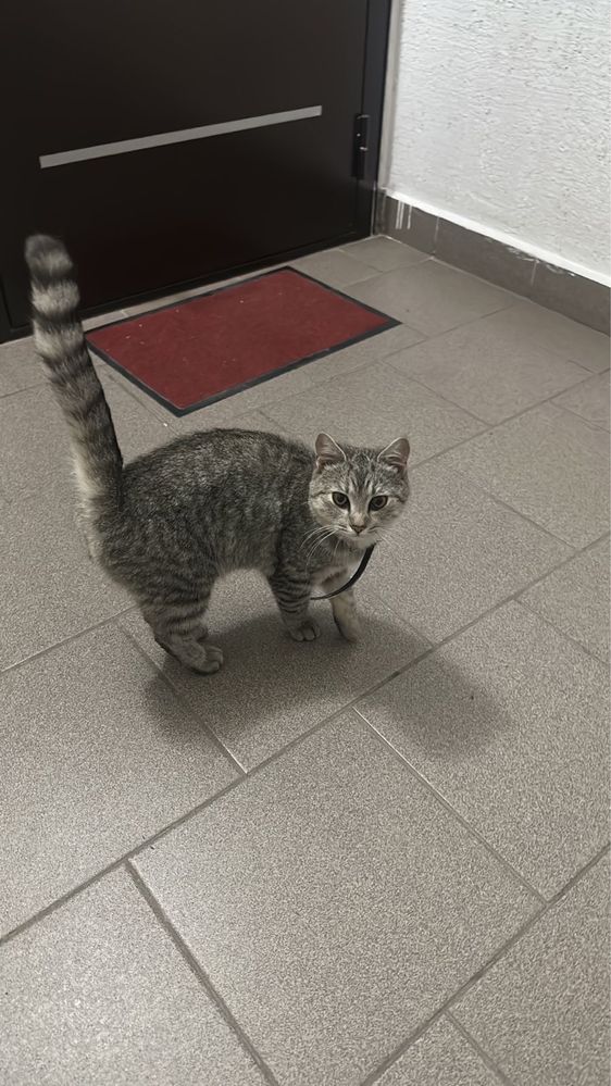 найден кот  , ласковый умный, очень хороший кот