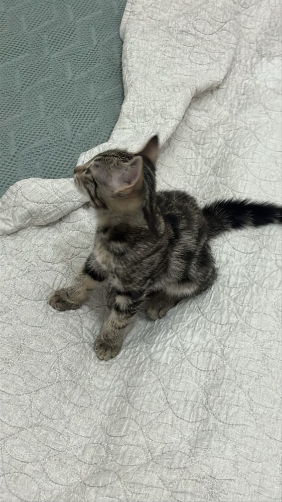 Домашние котята