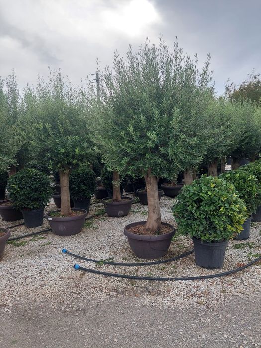 Măslin Olea European