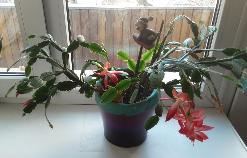 Комнатные растения