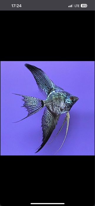 Обмен аквариумной рыбы